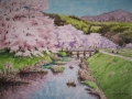 F6犬山市郷瀬川の桜